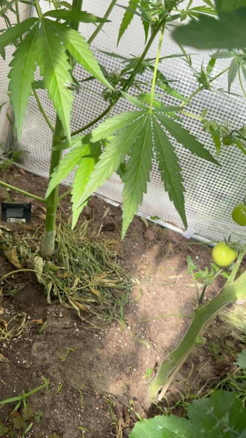 420 Fast Buds Z-Up Auto