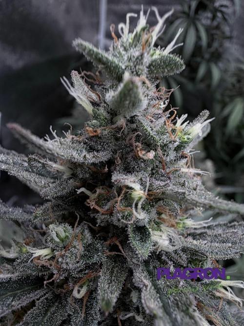 42FastBuds MendoGuavaAuto. Week 9