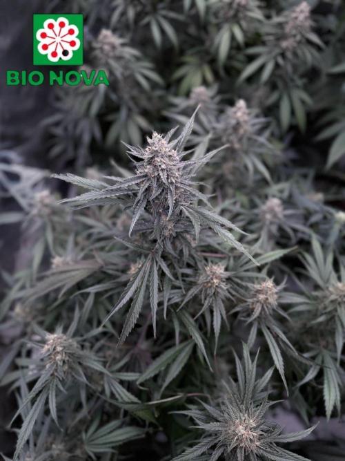 42FastBuds MendoGuavaAuto. Week 9