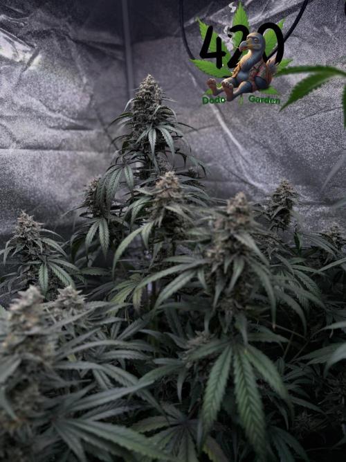 42FastBuds MendoGuavaAuto. Week 9