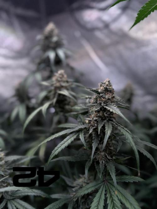 42FastBuds MendoGuavaAuto. Week 9