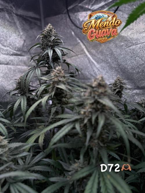 Mendo Guava Auto. Week 9