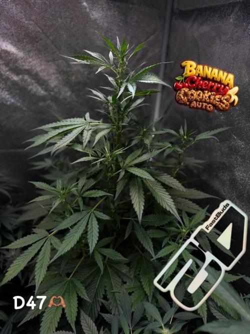 420 Guava Sandea+ Banana Cherry Cookies. Week 5