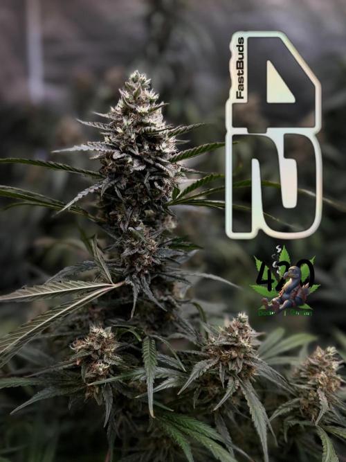 42FastBuds MendoGuavaAuto. Week 10