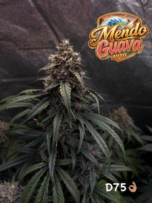 42FastBuds MendoGuavaAuto. Week 10