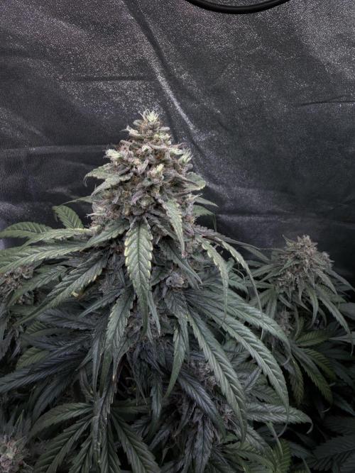 42FastBuds MendoGuavaAuto. Week 10