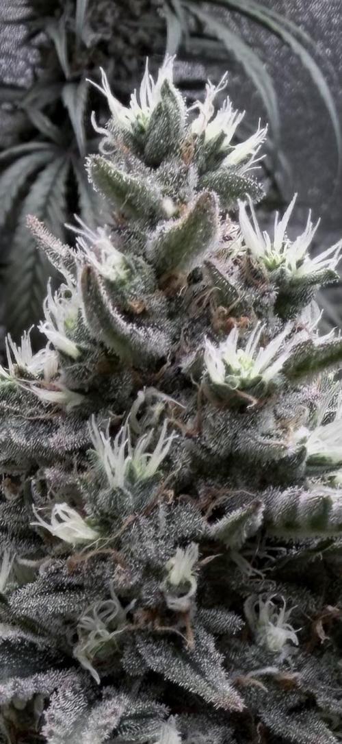 42FastBuds MendoGuavaAuto. Week 10