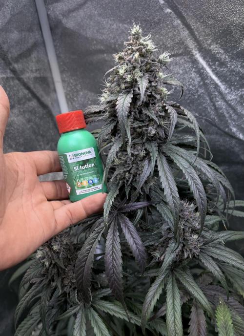 42FastBuds MendoGuavaAuto. Week 11
