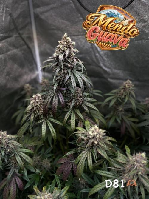 42FastBuds MendoGuavaAuto. Week 11