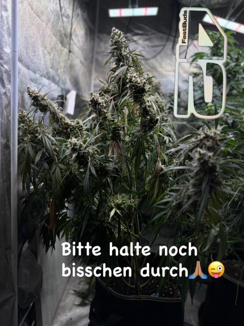42FastBuds MendoGuavaAuto. Week 11