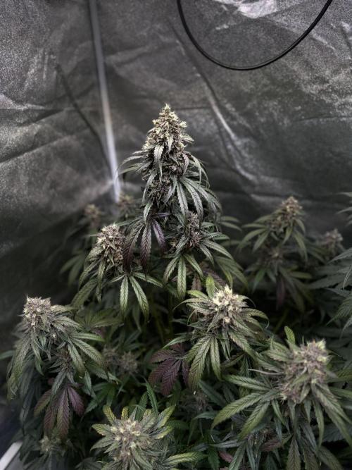 42FastBuds MendoGuavaAuto. Week 11