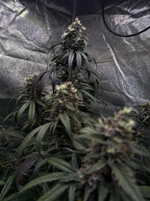 42FastBuds MendoGuavaAuto. Week 11