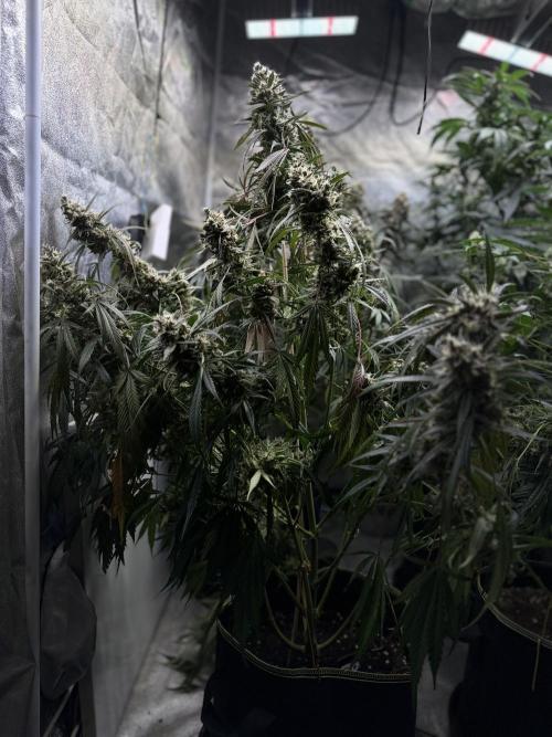 Mendo Guava Auto. Week 11