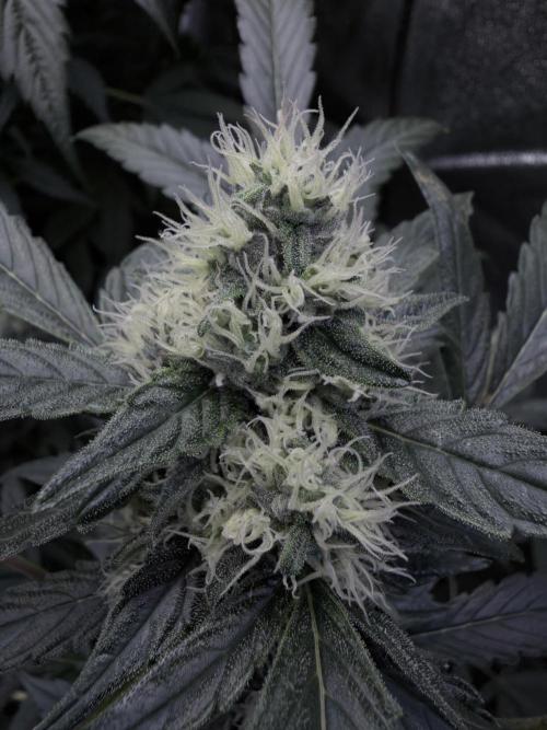 420 Guava Sandea+ Banana Cherry Cookies. Week 9