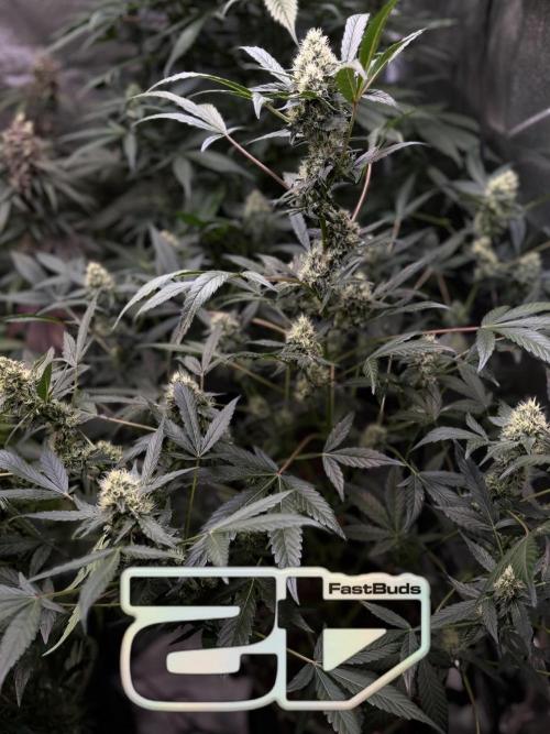 420 Guava Sandea+ Banana Cherry Cookies. Week 9