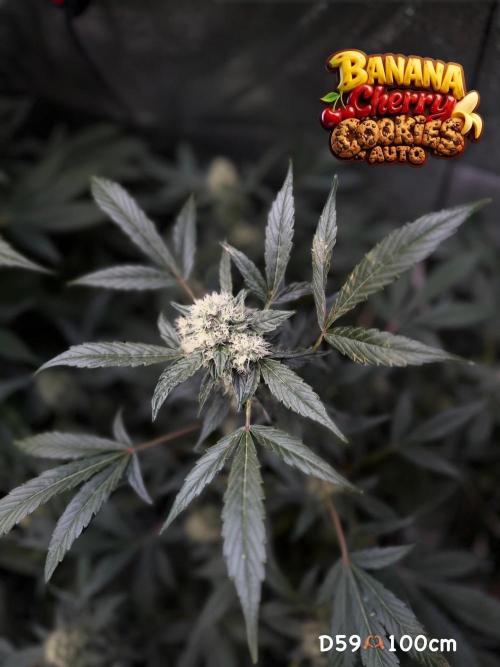 420 Guava Sandea+ Banana Cherry Cookies. Week 9