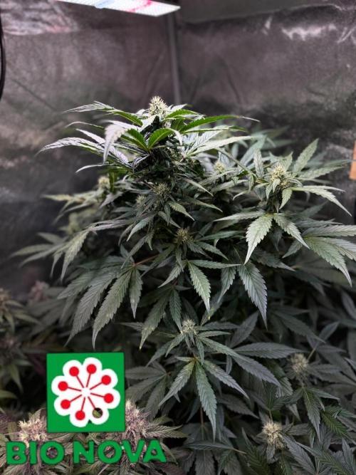 420 Guava Sandea+ Banana Cherry Cookies. Week 9