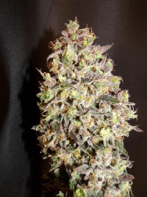 42FastBuds MendoGuavaAuto. Week 12 - Nr1