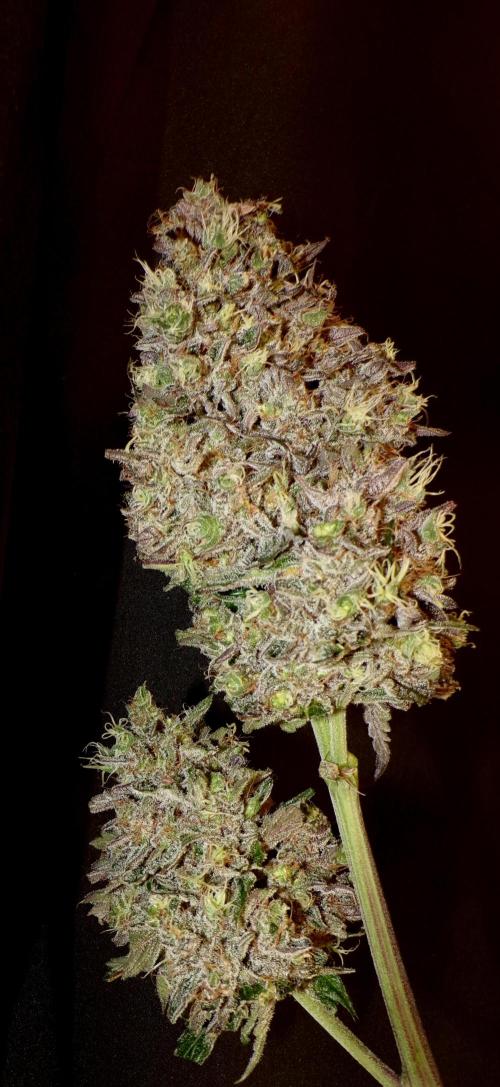 42FastBuds MendoGuavaAuto. Week 12 - Nr1