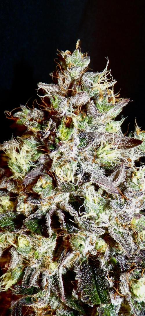 42FastBuds MendoGuavaAuto. Week 12 - Nr1