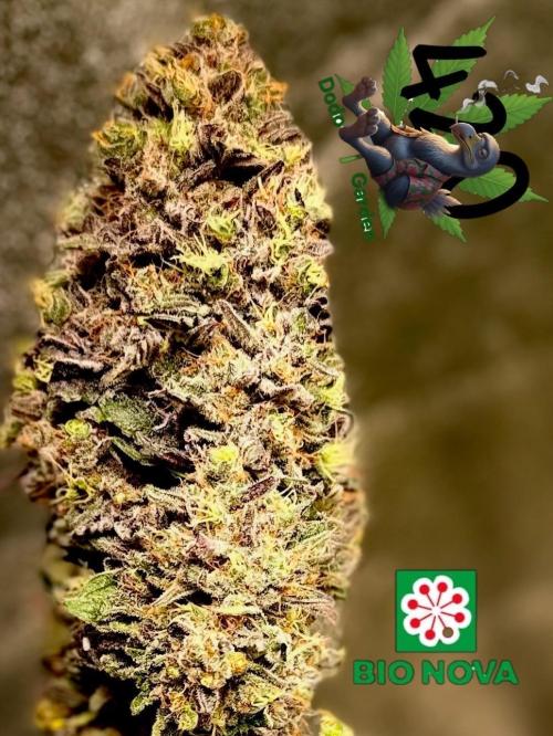 42FastBuds MendoGuavaAuto. Week 12 - Nr1