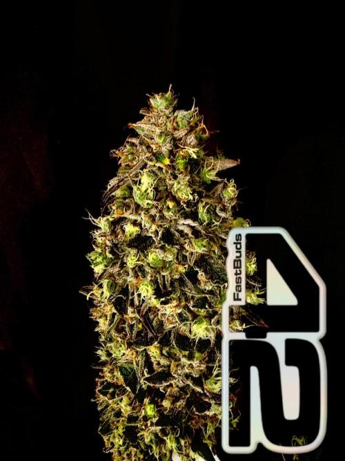 42FastBuds MendoGuavaAuto. Week 12 - Nr1