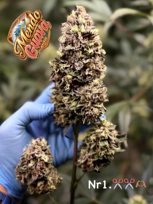 Fast Buds - Mendo Guava Auto door DodoGarden