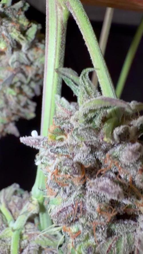 42FastBuds MendoGuavaAuto
