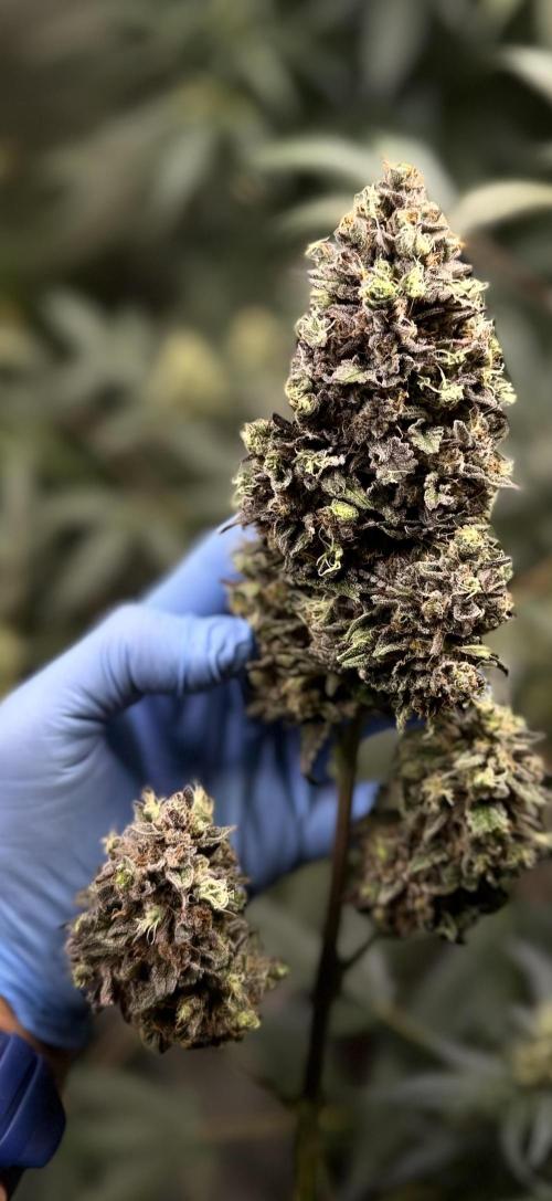 42FastBuds MendoGuavaAuto. Week 12 - Nr1