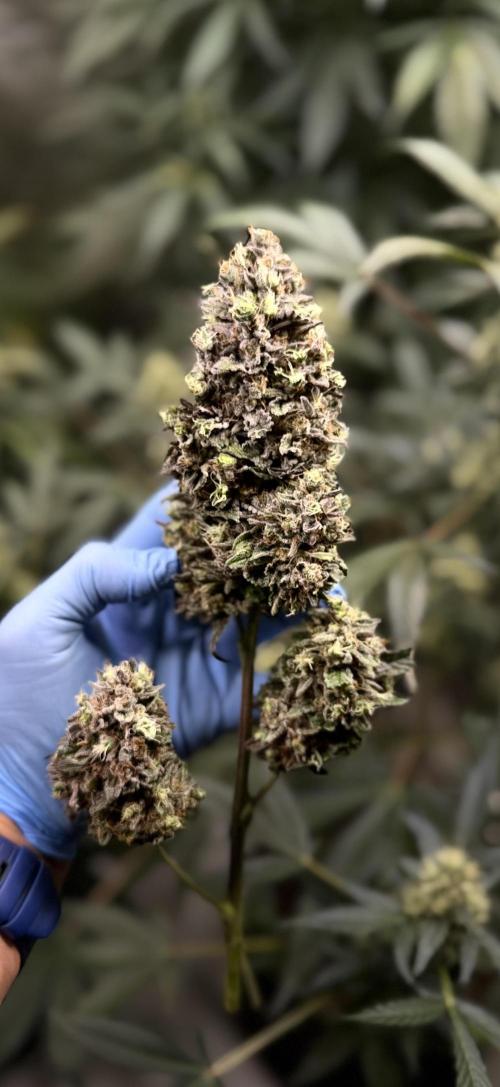 42FastBuds MendoGuavaAuto. Week 12 - Nr1