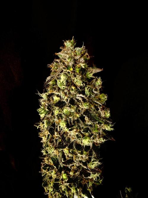 42FastBuds MendoGuavaAuto. Week 12 - Nr1