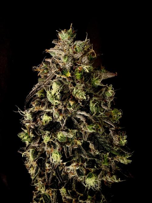 42FastBuds MendoGuavaAuto. Week 12 - Nr1