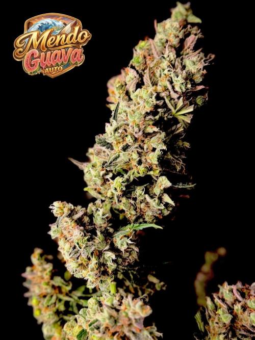 42FastBuds MendoGuavaAuto. Week 12 - Nr2