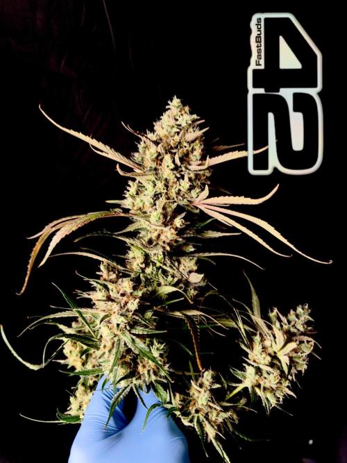 42FastBuds MendoGuavaAuto. Week 12 - Nr2