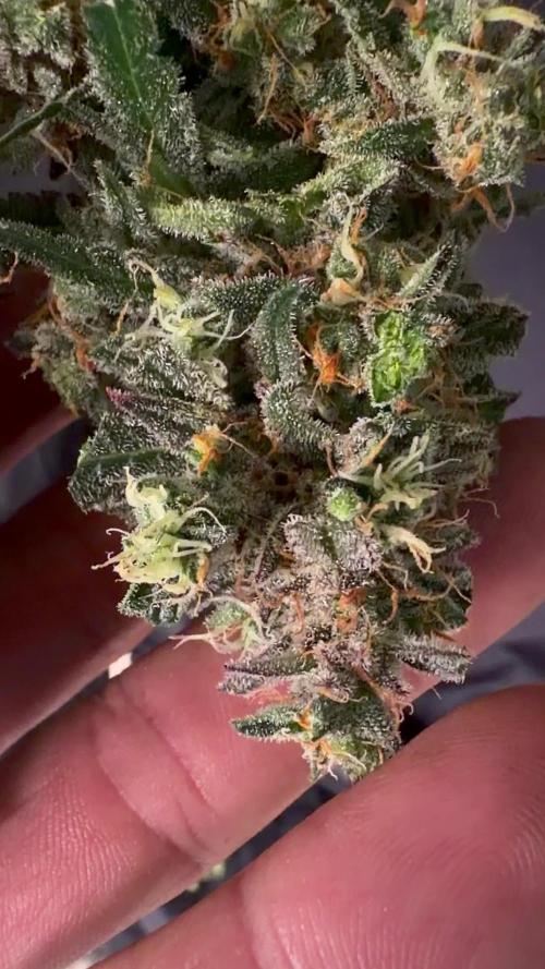 42FastBuds MendoGuavaAuto