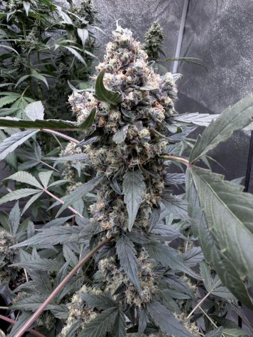 420 Guava Sandea+ Banana Cherry Cookies. Week 10