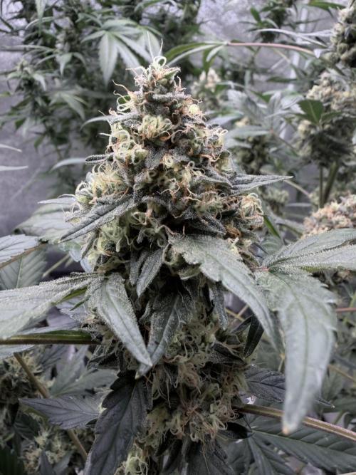 420 Guava Sandea+ Banana Cherry Cookies. Week 10