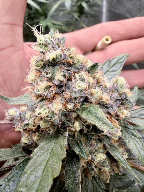 420 Guava Sandea+ Banana Cherry Cookies. Week 10
