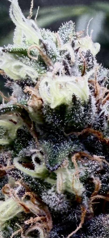420 Guava Sandea+ Banana Cherry Cookies. Week 10