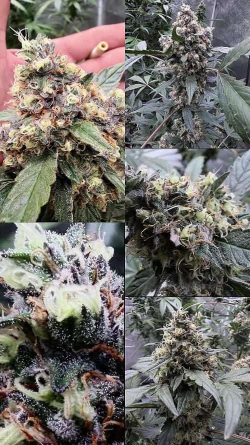 420 Guava Sandea+ Banana Cherry Cookies