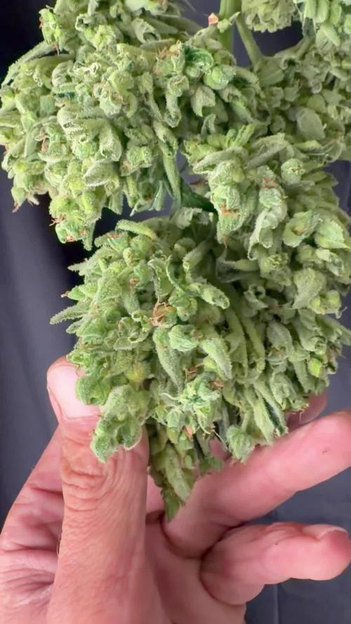 420 Fast Buds Z-Up Auto