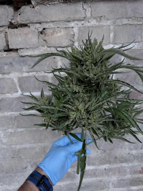 420 Fast Buds Z-Up Auto. Week 12