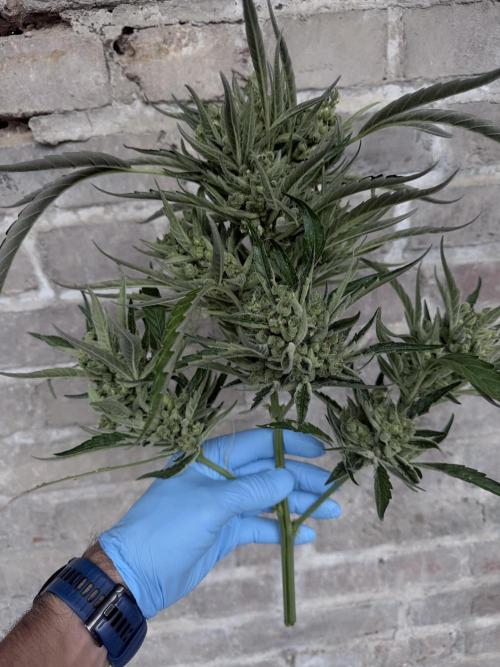 420 Fast Buds Z-Up Auto. Week 12