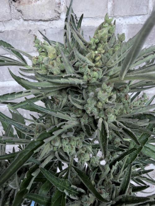 420 Fast Buds Z-Up Auto. Week 12