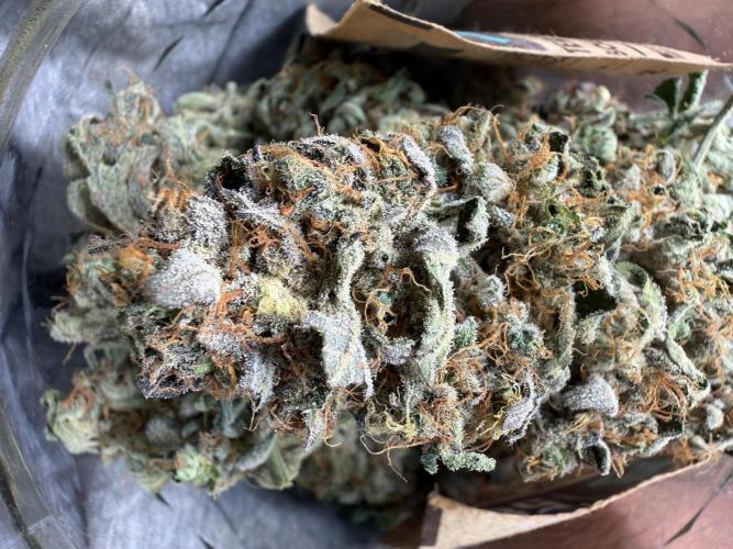 42FastBuds MendoGuavaAuto. Week 12