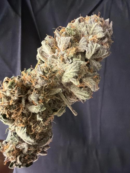 42FastBuds MendoGuavaAuto. Week 12