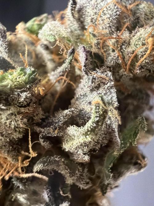 42FastBuds MendoGuavaAuto. Week 12