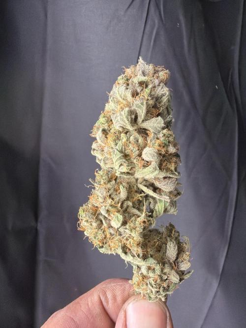 42FastBuds MendoGuavaAuto. Week 12
