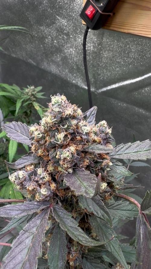 420 Guava Sandea+ Banana Cherry Cookies