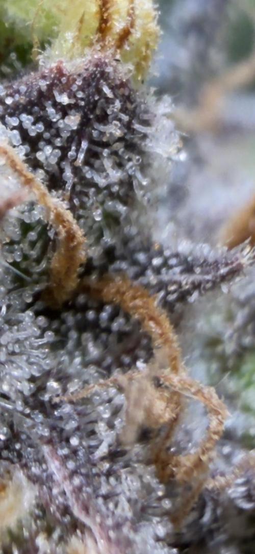 420 Guava Sandea+ Banana Cherry Cookies. Week 11